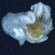 A female Haliphron holding an egg-yolk jellyfish in her arms. (Image: MBARI)
